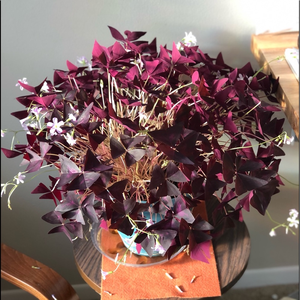 Meet your Posher, Patrick